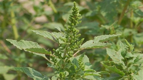 Field Scouting Guide: Pigweed - Growing Produce