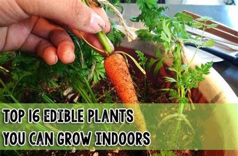 Top 16 Edible Plants You Can Grow Indoors SHTF Prepping Central