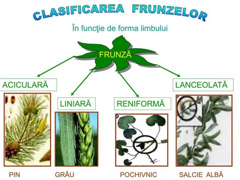 PPT - FRUNZA, ORGANUL VERDE AL PLANTEI PowerPoint Presentation, free ...
