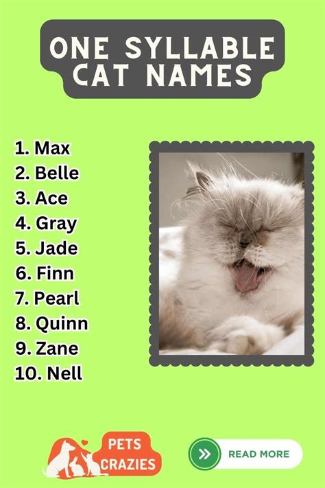 One Syllable Cat Names Perfect Quick Call Options