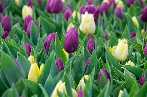 Tulpe Tulipa Sunny Prince Purple Bild Kaufen 13704708