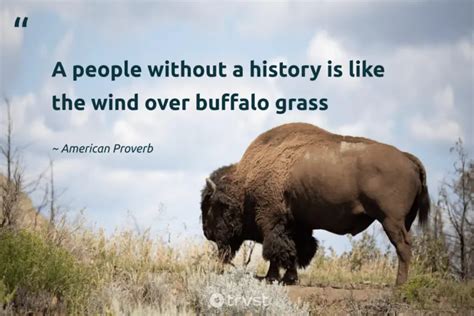 18 Buffalo Quotes About The Robust Bovids