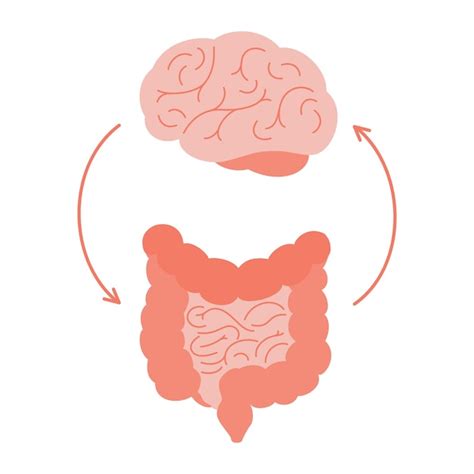 Premium Vector Connection Of Cute Healthy Happy Brain And Intestine