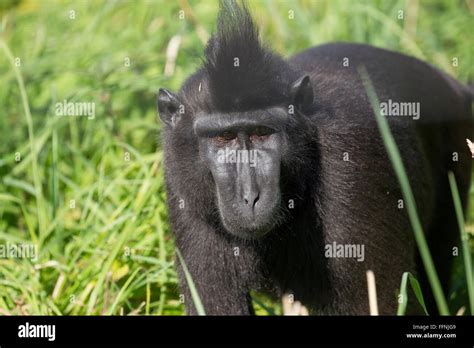 Durrell Wildlife Conservation Trust Stock Photo Alamy