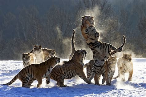 Fotografías muestran la fortaleza y el espíritu del tigre siberiano