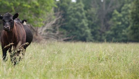 The Fescue Fix Hay And Forage Magazine