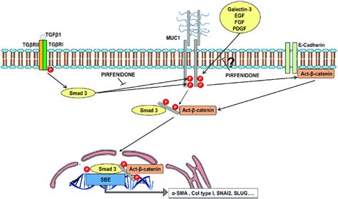 Schematic Illustration Showing Novel Evidence For Inhibitory Effect Of