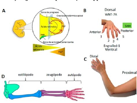 Figure 1 From Manual For Classification Of Congenital Upper Limb Malformations In The Fetus Or