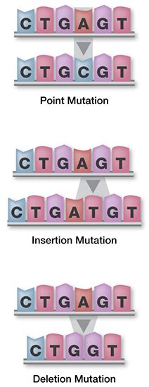 Genetic Mutation Types