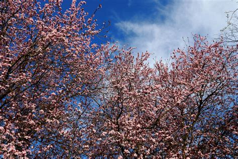 Free Images Tree Branch Winter Plant Sky Sun Sunlight Leaf