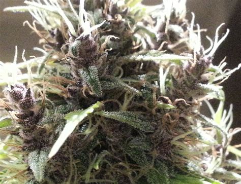 Galería De Variedades Lady Durban Bigdogs Seeds Collection Pic