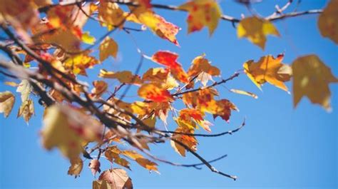 In De Herfst Bereiden Bomen Zich Voor Op De Winter Om Ervoor Te Zorgen