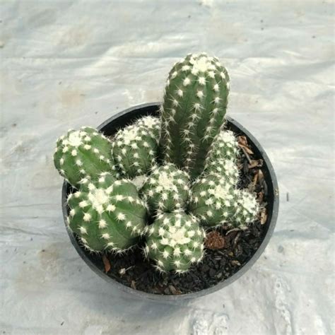 jual kaktus ecinopsis inermis besar shopee indonesia
