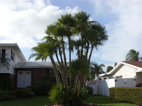 Exotic Palms For Sale Largo Florida