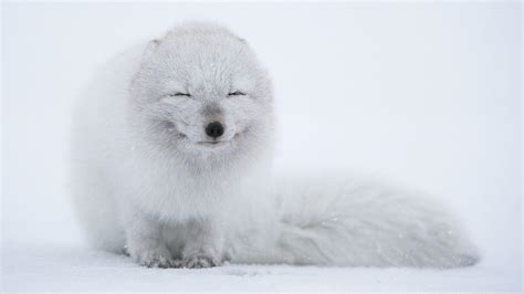 Arctic Fox 4K Wallpapers - Top Free Arctic Fox 4K Backgrounds - WallpaperAccess