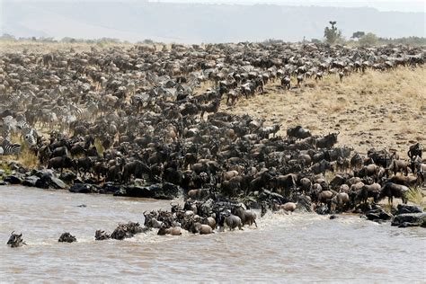 La gran migración del ñu hacia la reserva natural Maasai Mara