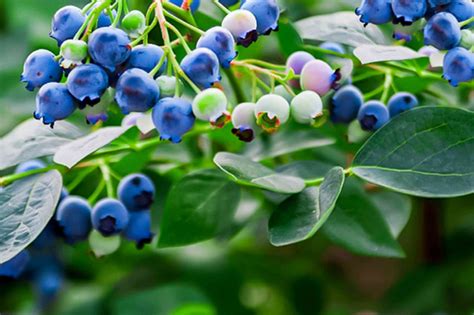 How to Grow Blueberries