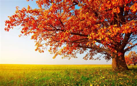 November Wallpapers HD free download | PixelsTalk.Net