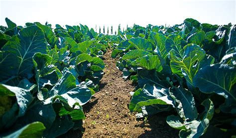 La Fertilización De Fondo En El Cultivo De Brócoli Campo