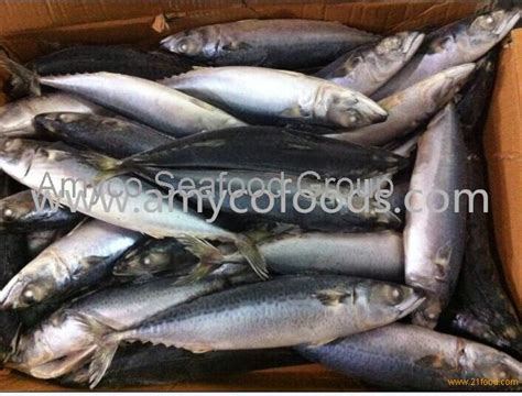 Frozen Pacific Mackerel Scomber Japonicus High Quality With