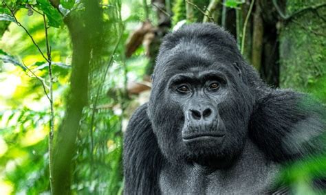 Mountain gorilla conservation through mountain gorilla trekking