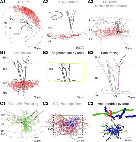 Multipolar Neuron Input Zones