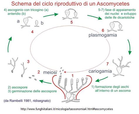 Microscopia De Setas El Himenio De Los Ascomicetos