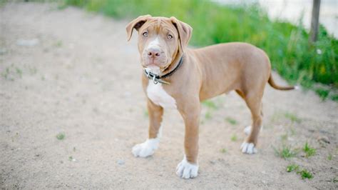 Blue Fawn Pit Bull Dog Breed Facts and Information - Pet Haver