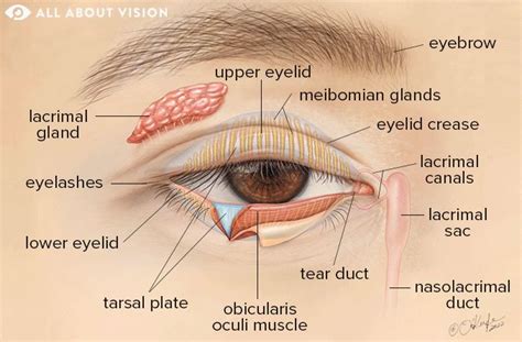 Eyelid Anatomy: Understanding the Key Parts