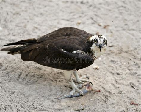 131 Osprey Bird Talons Up Close Stock Photos Free And Royalty Free