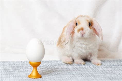 Easter Bunny Rabbit With Egg On White Background Easter Holiday