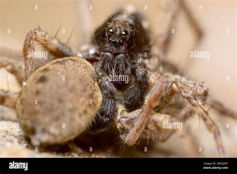 Wolf Spiders Pardosa Sp Mating With Male On Top Of Female Reaching Underneath Her With His