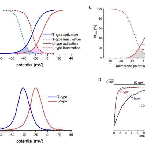 Idealized Voltage Dependence Of Activation And Inactivation For