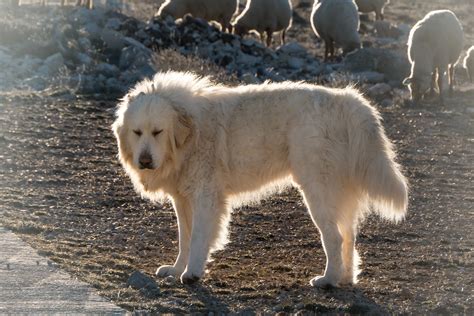 Great Pyrenees Adoption Canada - Rescue & Rehoming [2023]