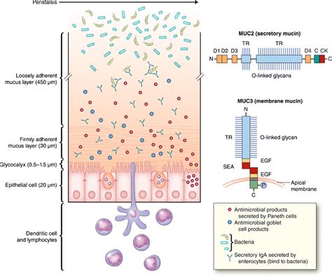 Intestinal Goblet Cells And Mucins In Health And Disease Recent