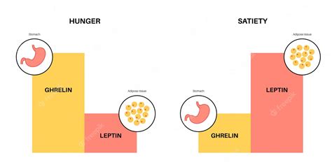 Premium Vector Appetite And Hunger Hormones Ghrelin And Leptin In The