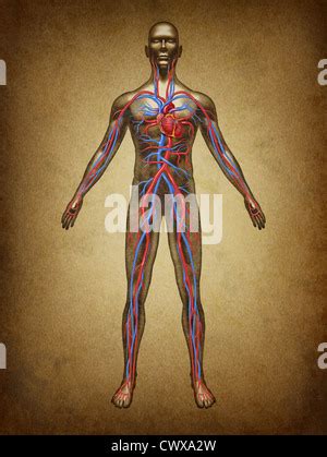 Cuore Umano Anatomia Di Un Corpo Sano Isolato Su Uno Sfondo Bianco Come