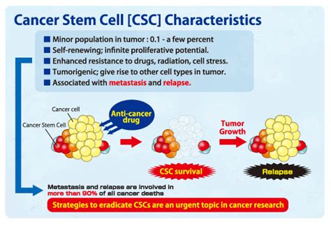 Seek And Destroy Targeting Cancer Stem Cells Gowing Life