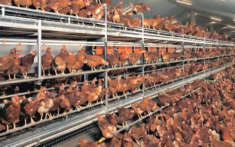 80 Of Poultry Ventures Fold Up Association Of Poultry Farmers