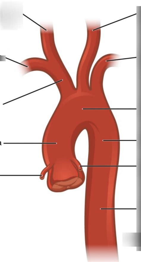 The Aorta Diagram Quizlet