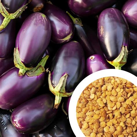 Grow Delight 950 Brinjal Round Gol Baigan Vegetable Seeds For Home