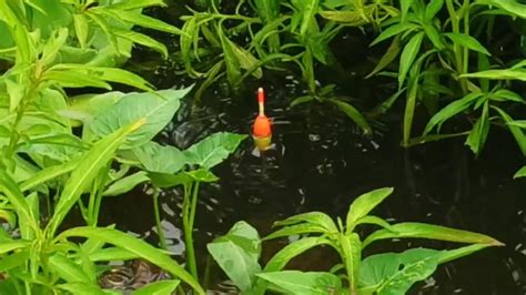 Parit Kecil Hitam Berpenghuni Betok Besar Mancing Ikan Betok