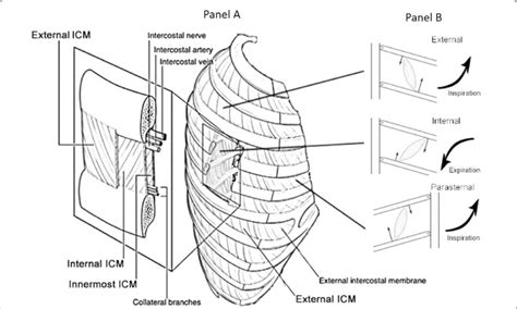 External Intercostal Muscles Diagram