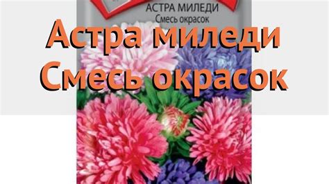 Астра обыкновенная Смесь окрасок (smes okrasok) 🌿 обзор: как сажать ...