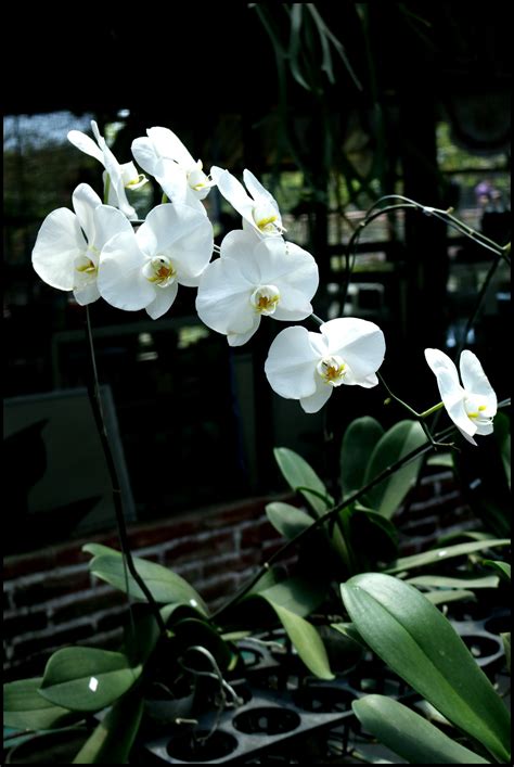 Phalaenopsis Anggrek Bulan Kampoeng Anggrek