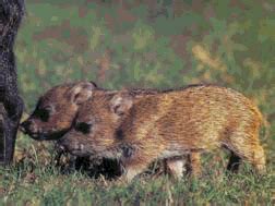 Blue Planet Biomes - Javelina