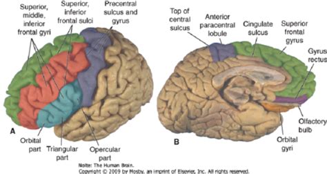 Cerebral Cortex Flashcards Quizlet