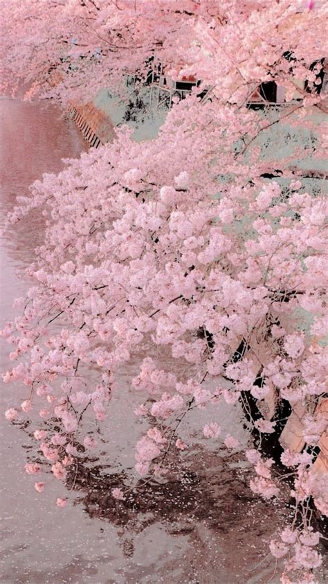 Aesthetics Sakura Wallpapers Wallpaper Cave