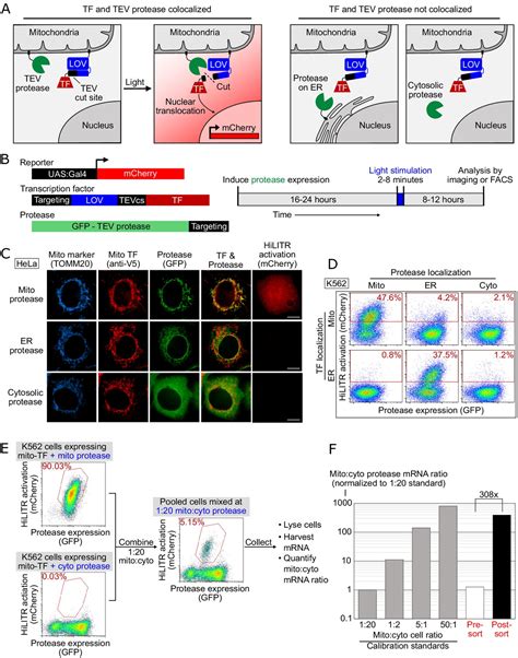 An Engineered Transcriptional Reporter Of Protein Localization