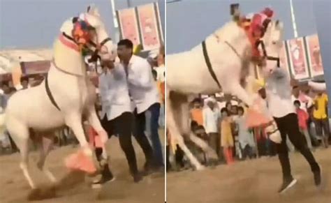 Video ढोल की थाप पर घोड़े ने किया हाहाकारी डांस मचा दिया बवाल Horse